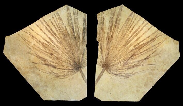 Fossil Palm Frond From Wyoming - Perfect Split! #78248